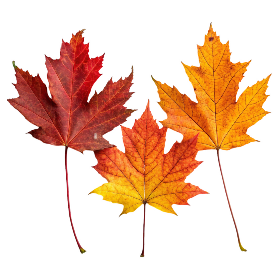 Colorful autumn maple leaves in bright red and orange shades collected on a transparent background suitable for autumn ornament design png
