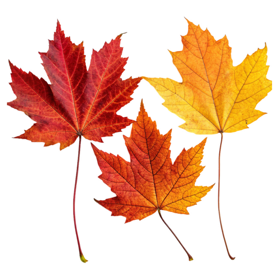 maple autumn leaves different color on a transparent background suitable for autumn ornament design png