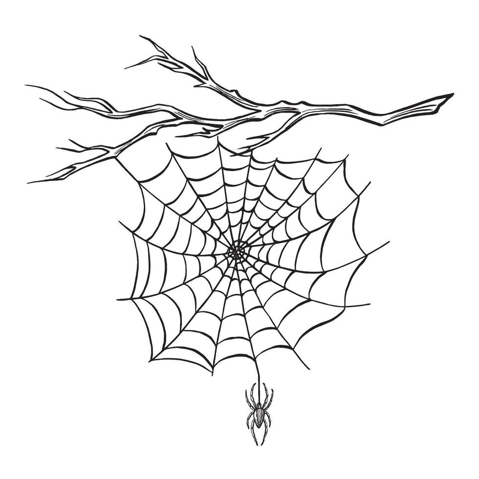 Spider with web on the bare tree branch. Line sketch. Spooky trap of insect thread. Graphic illustration, hand drawn isolate. Black and white animal in the nature. Clipart for card, print. vector