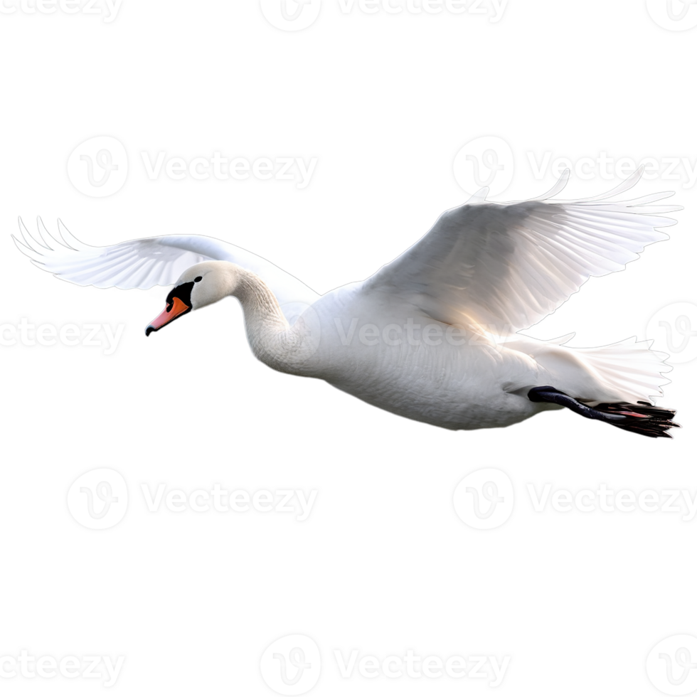 Soaring White Swan A Beautiful Representation of Grace and Freedom on a Transparent Background for Your Artwork png