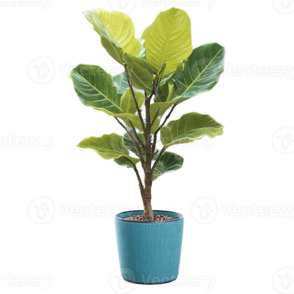 Charming Rubber Plant in a Contemporary Pot png