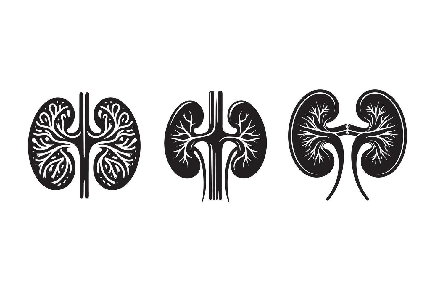 Human Kidney organ Silhouette vector