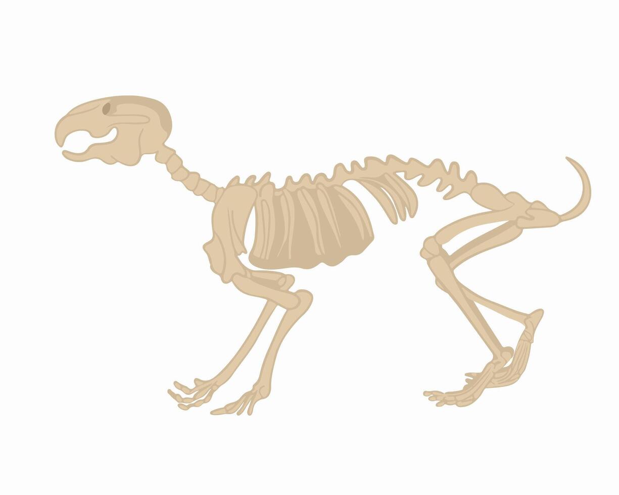 Illustration of a rabbit skeleton on a white background. Study of zoology. vector