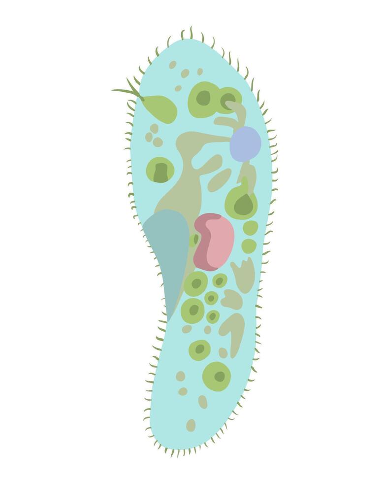 Illustration of infusoria on a white background. vector