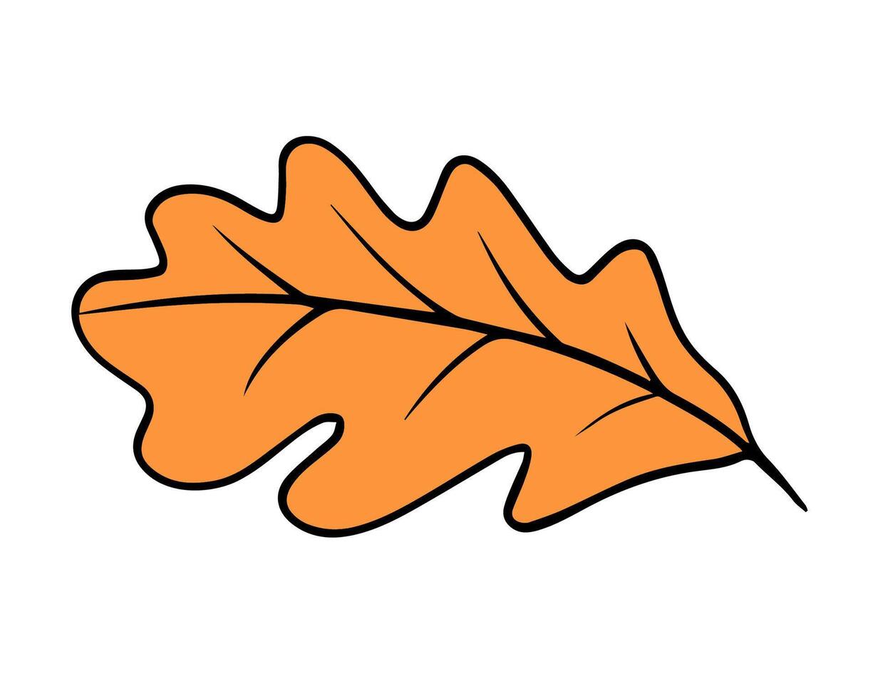 Illustration of an oak leaf on a white background. vector
