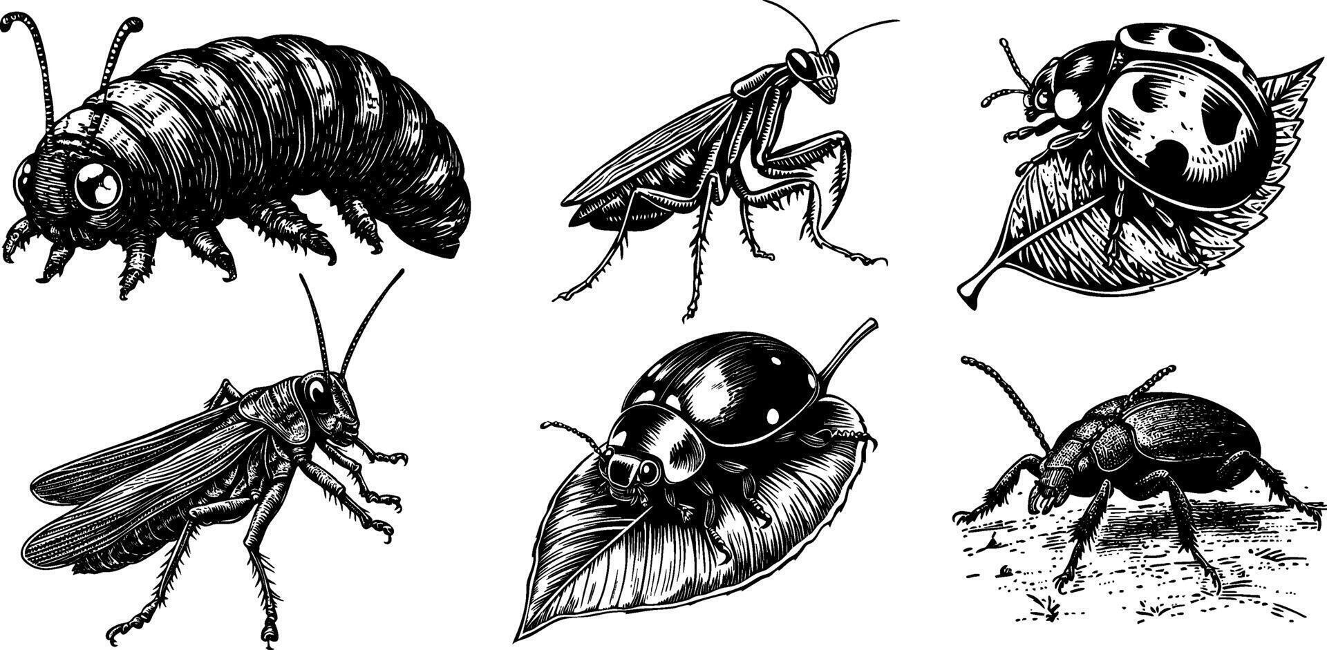 illustration set of insects caterpillar, beetle, grasshopper, mantis, and ladybug on a leaf. vector