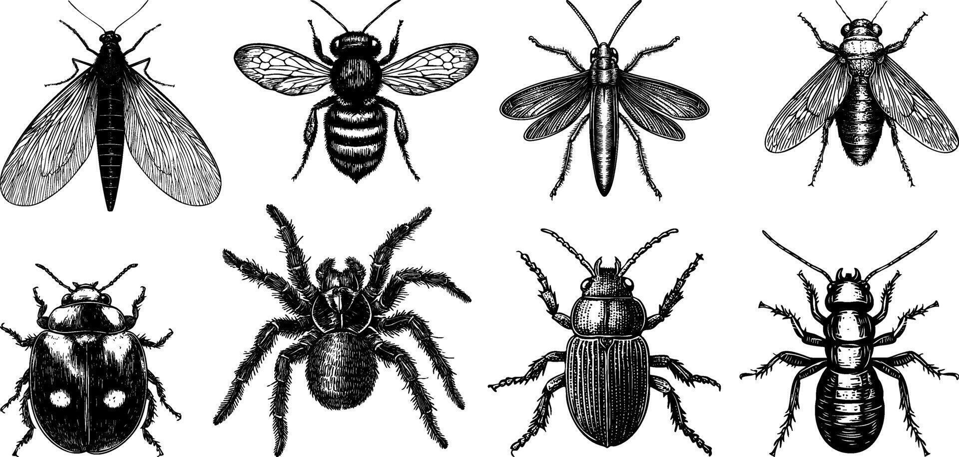 Vintage set of insects beetle, termite, lacewing, spider, grasshopper, and cicada. Engraved, line art illustration. vector