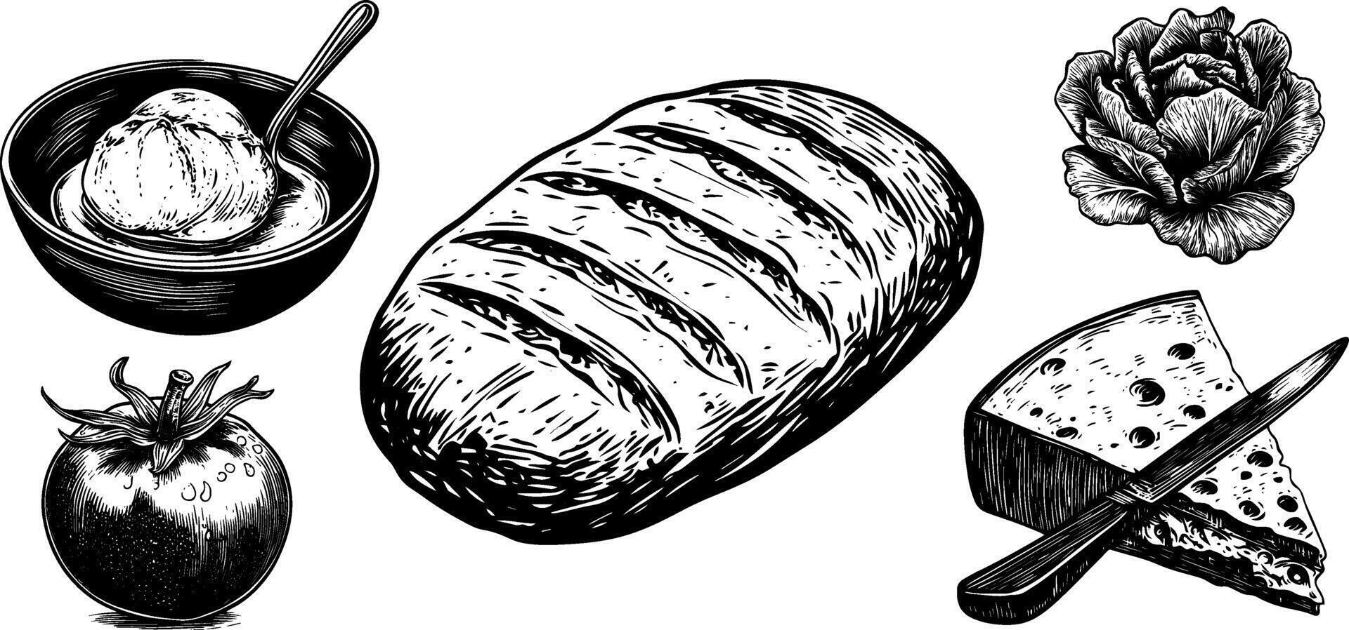 sketch set of bruschetta, burrata, and radicchio. Hand drawn Italian appetizer illustration with cheese, tomato, and basil. vector