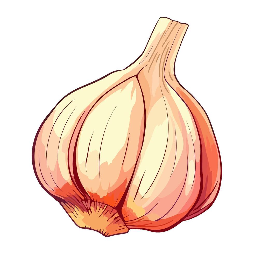 Fresh organic garlic clove, a healthy seasoning ingredient vector