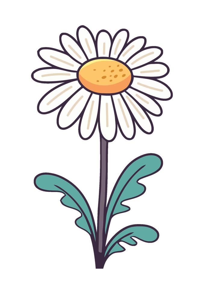 Fresh chamomile blossom and leaf vector