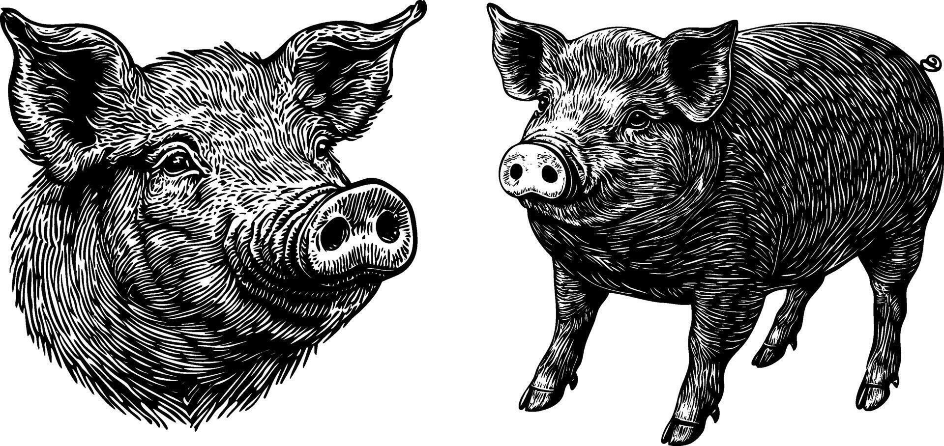 Vintage Illustration Set of Pig and Head Hand Drawn Sketches of Pork. vector