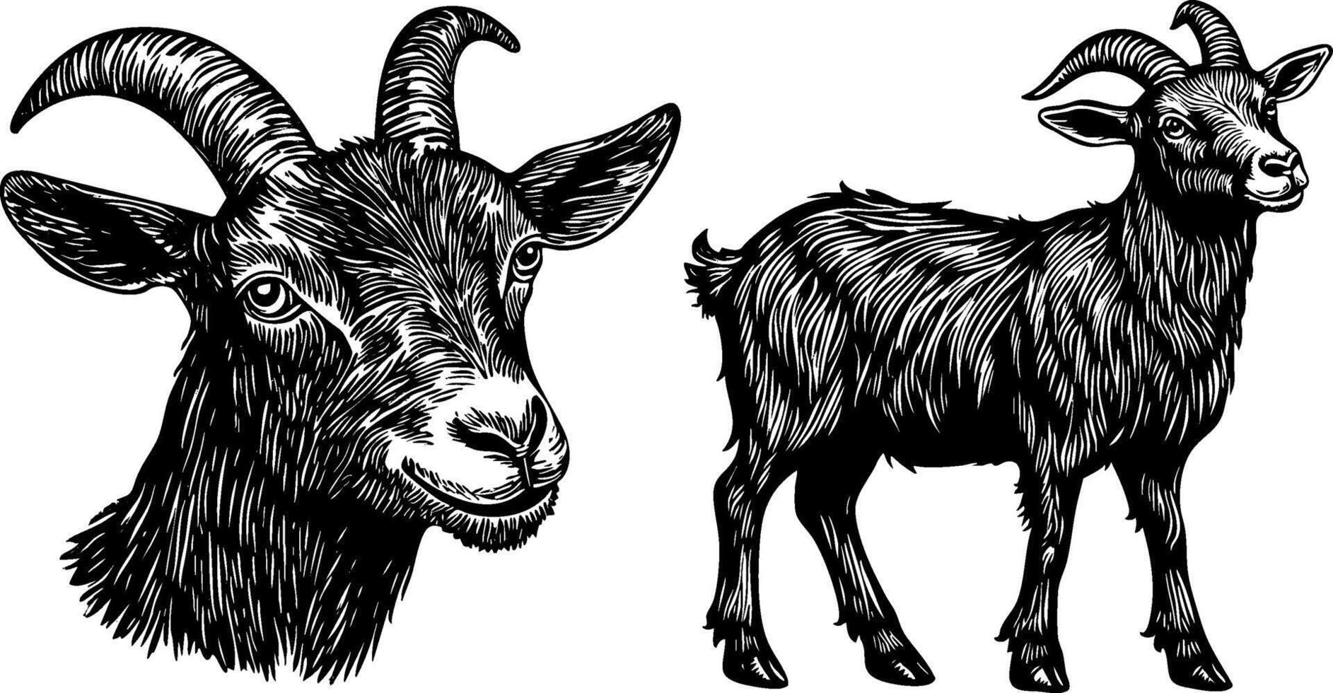 Vintage Illustration of Goat and Head. Black and White Sketches for Farm and Livestock. vector