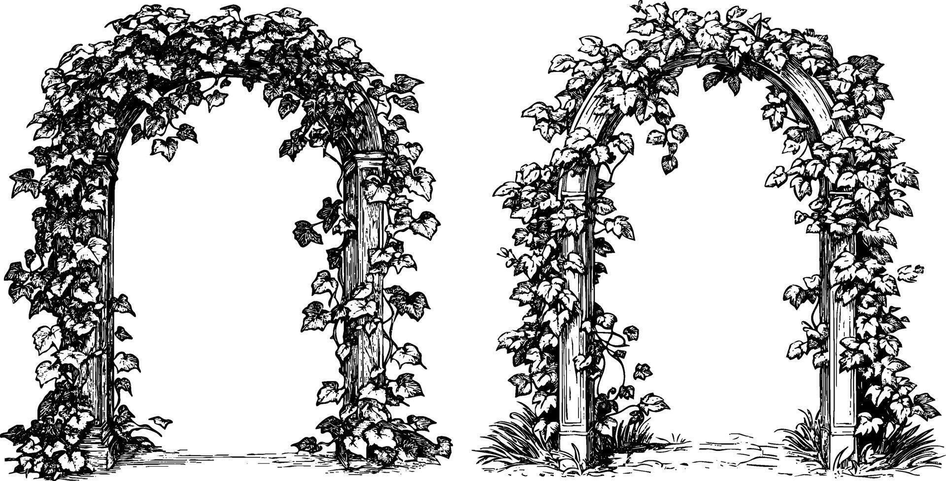 Vintage Set of Ivy Trimmed Arch and Frame Designs with Pillars. Antique Engraving. vector