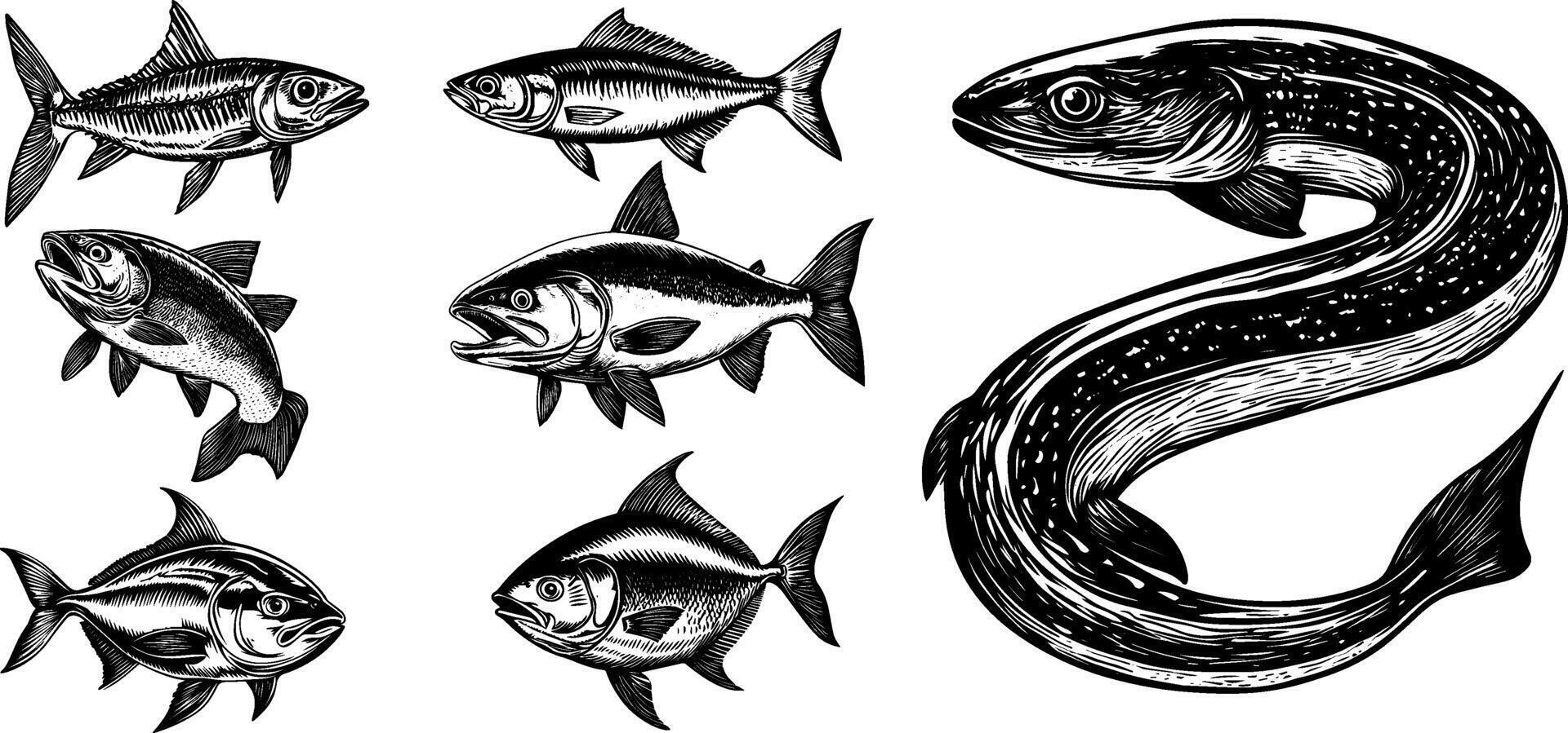 Vintage Engraved Illustration of Various Fish. Salmon, Mackerel, Tuna, Electric Eel, and Trout. vector