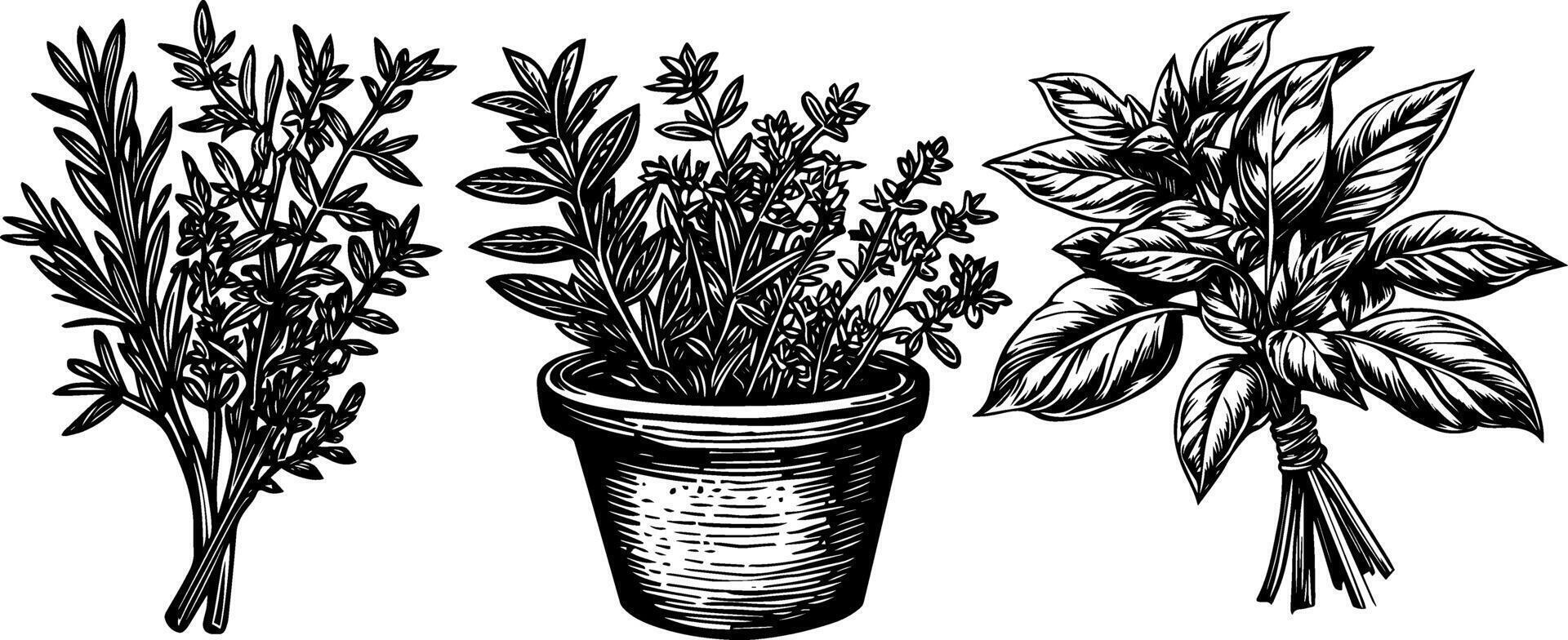 Vintage set of herbs including basil, rosemary, parsley, and thyme. Hand drawn engraved illustration. vector