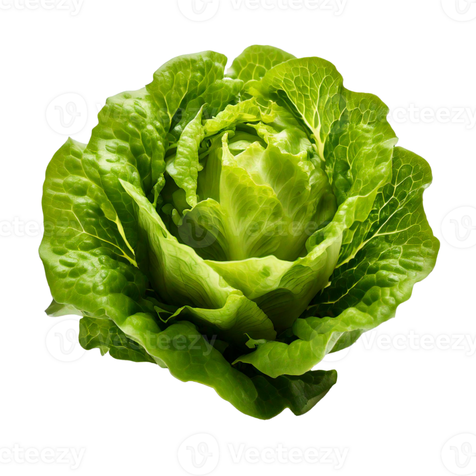 A close up of a green lettuce png