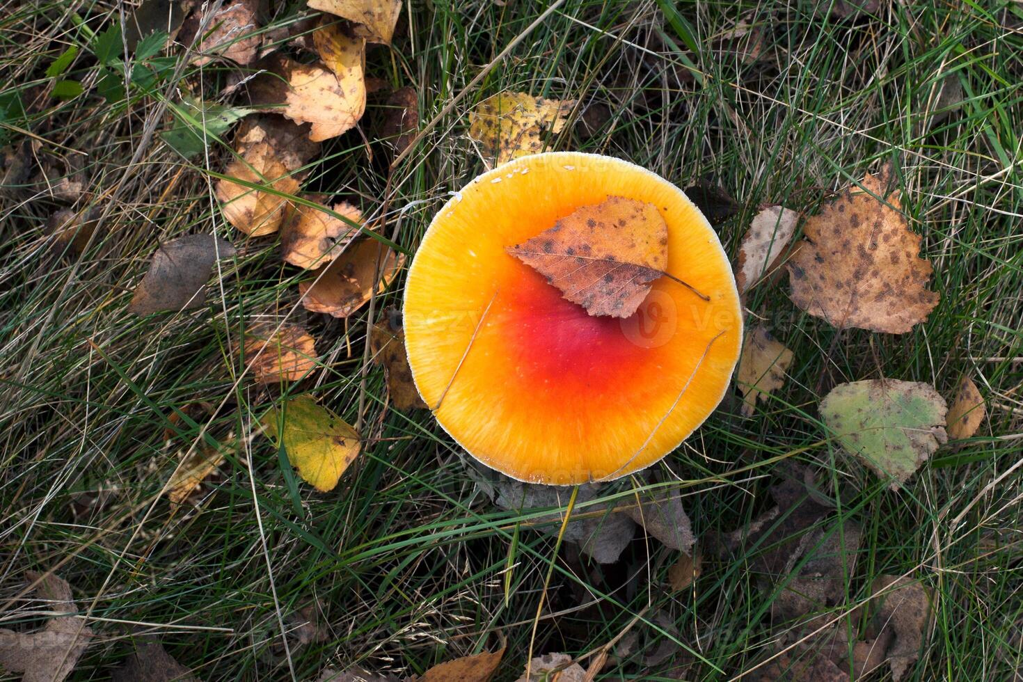 Vibrant Red and Orange Mushroom in Grass photo