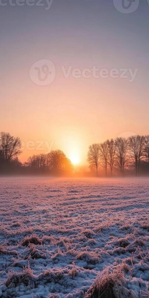 Frosty sunrise over a meadow with silhouetted trees in winter photo