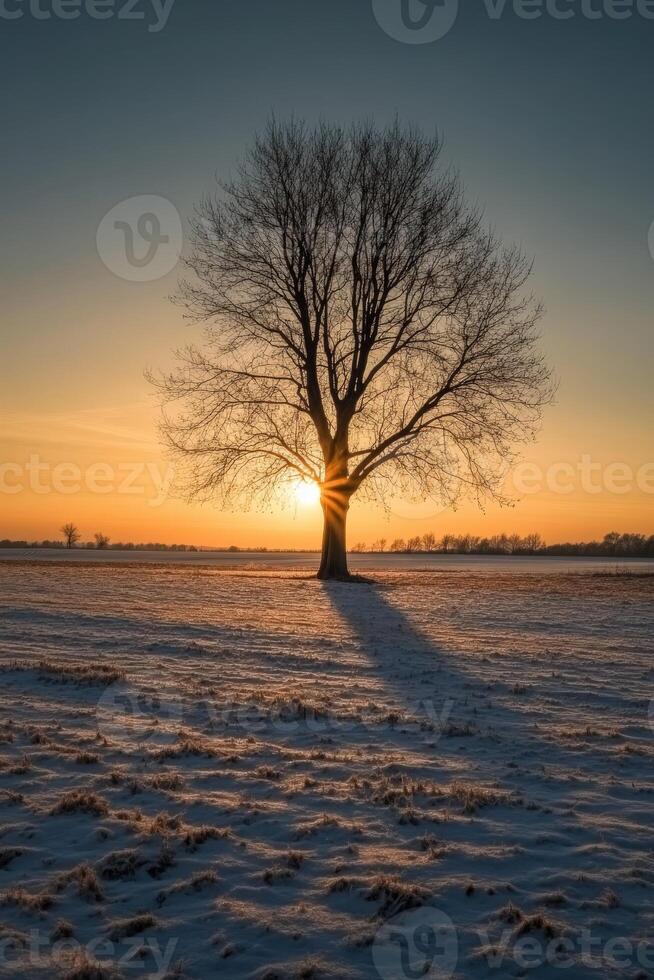 Sunset behind a solitary tree in a snowy landscape during winter photo