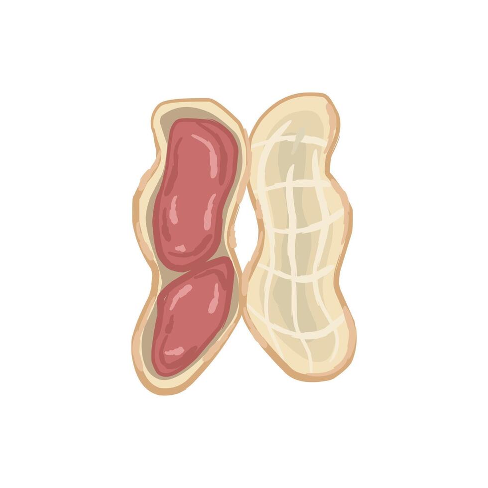 peanuts with the shell partially opened, revealing the two red beans inside vector