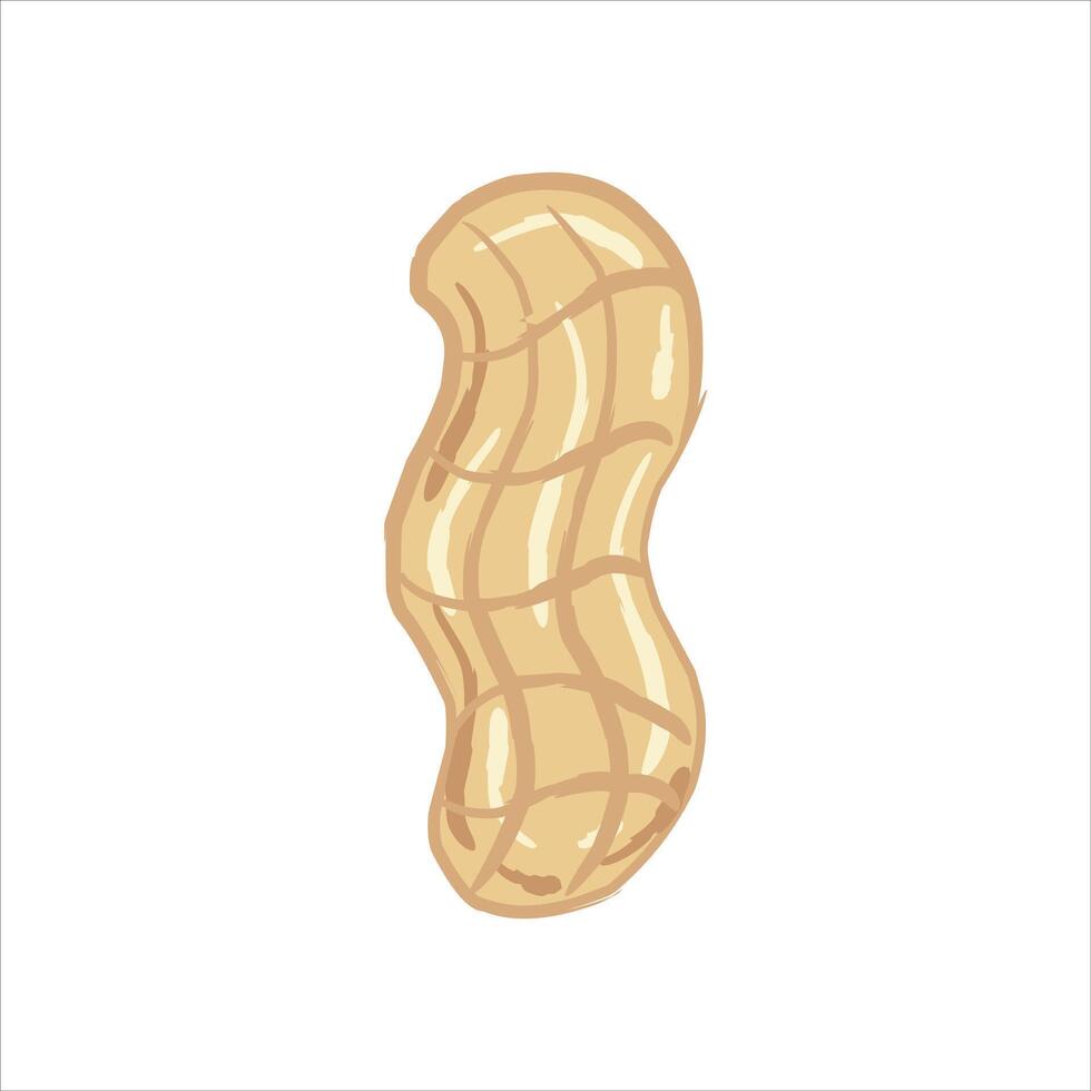 Hand drawn peanut illustration. The peanut is light brown with dark brown stripes indicating the shell segments. vector