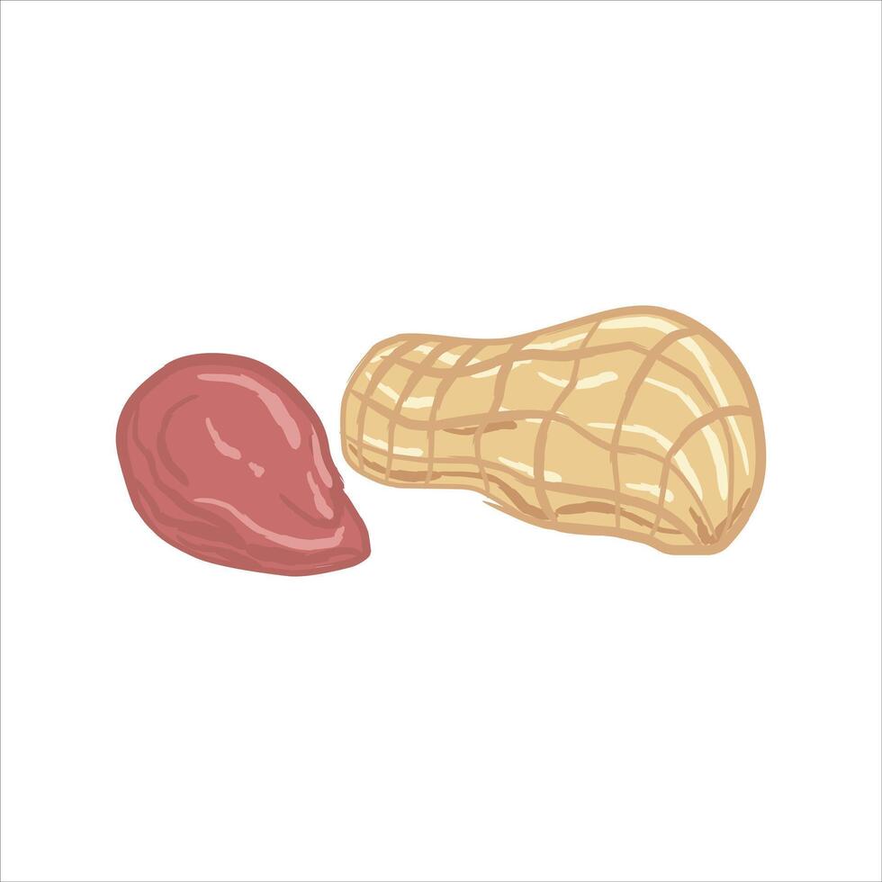 hand drawn illustration of a peanut, with one peanut shell and one peanut kernel separated from its shell. vector