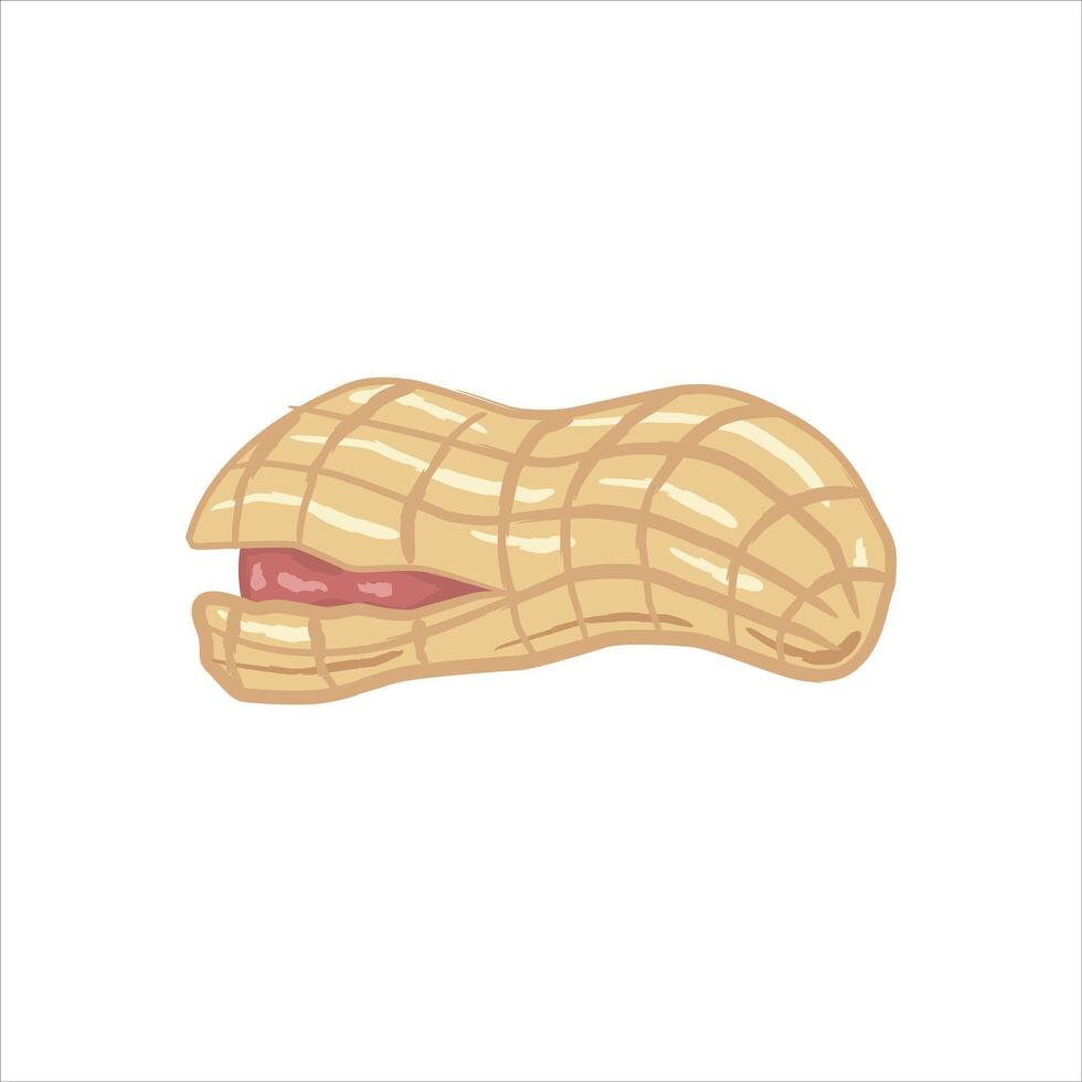 These peanuts are shown with the shells partially open, revealing the peanut kernels inside. vector