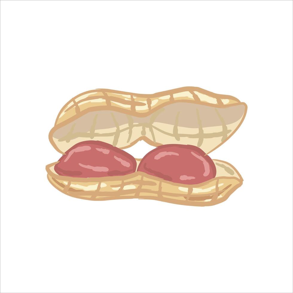 Hand drawn peanut illustration. The peanut has a partially open shell, revealing two round peanuts inside. The shell has a fibrous texture pattern, and the peanuts are red. vector