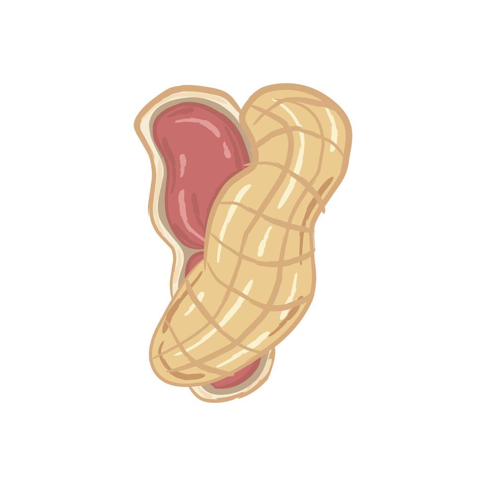 Peanuts with their shells partially open, revealing the red seeds inside. The peanut shells are depicted in light brown. vector