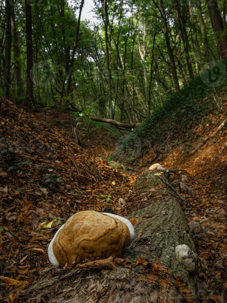 Light brown mushroom on wood log with sunlit valley in green forest photo