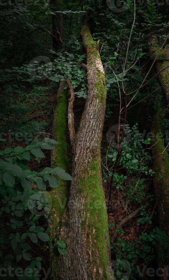 Tree log in forest with moss and dark background photo