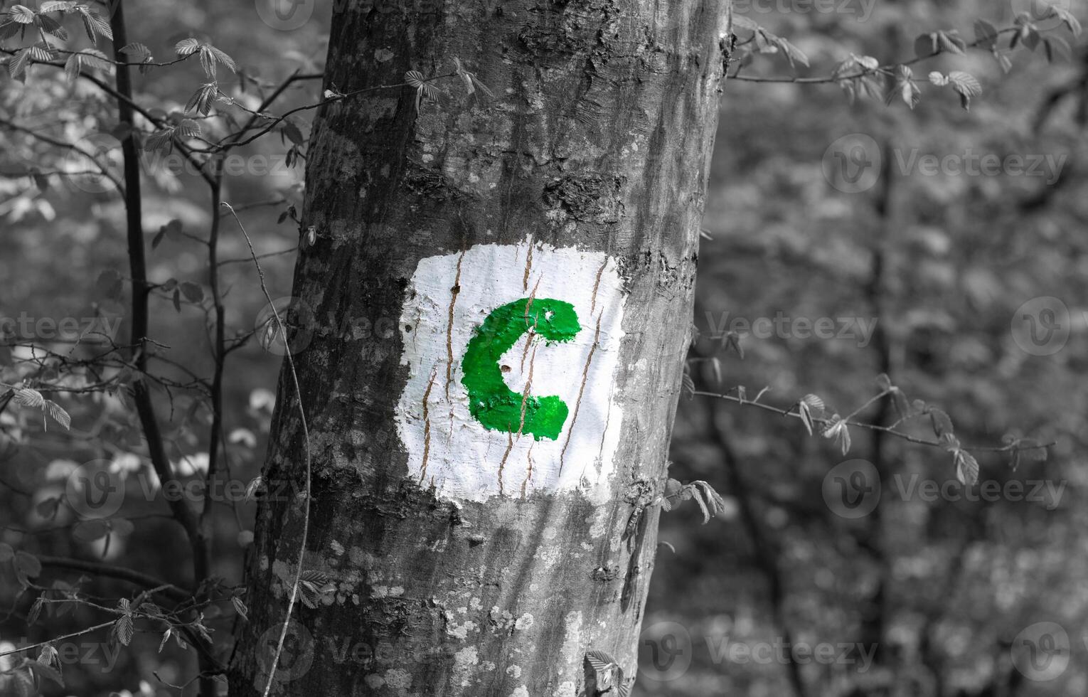 Green C trail sign on a forest tree from Romania photo