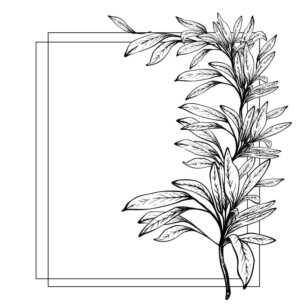 Olive tree branch, no fruit with leaves square frame. Black and white hand drawn illustration. Fruitless rosemary, bay leaf template for card, food label, shop Isolated line art from background vector
