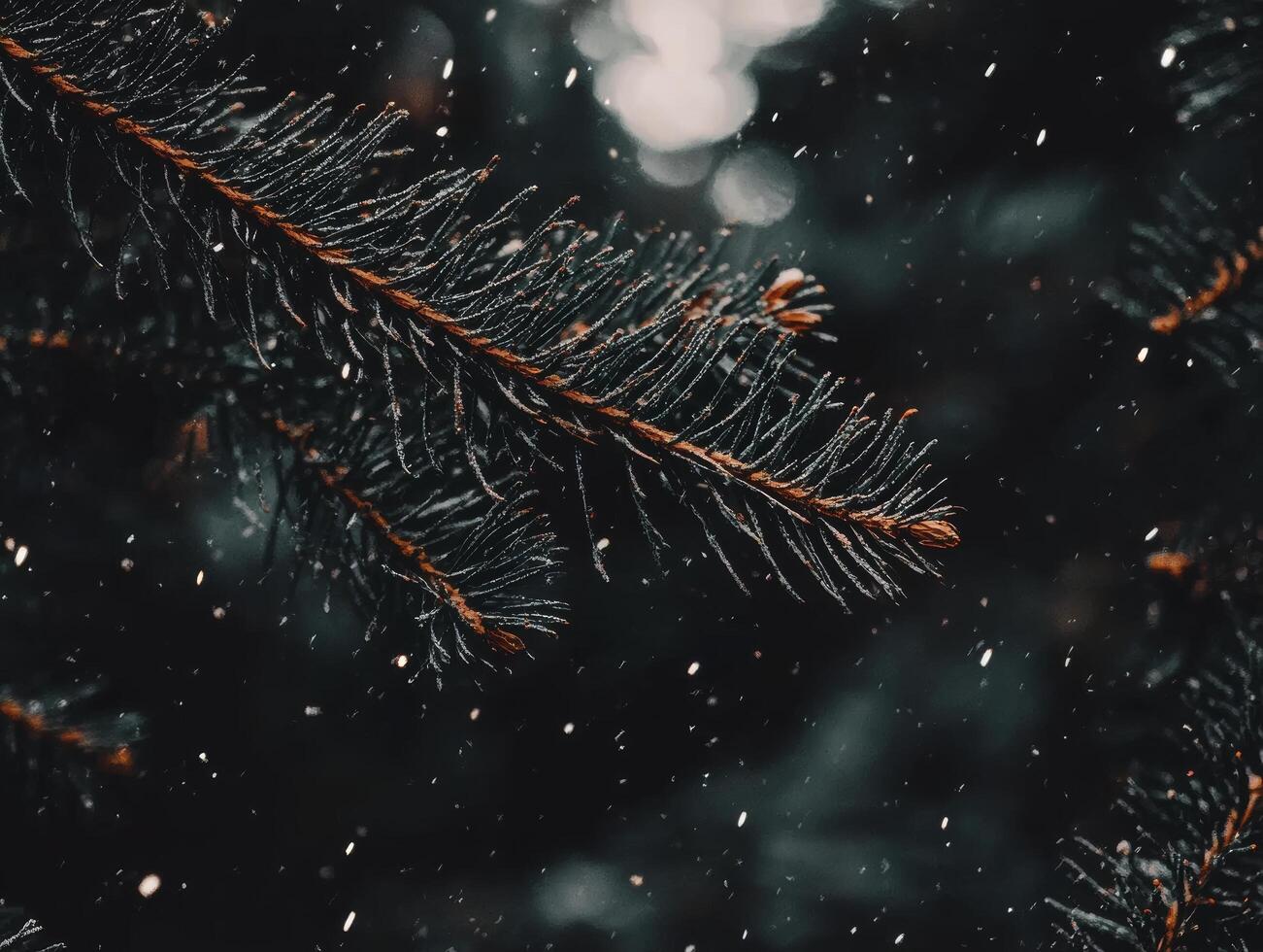 Branch of a tree covered in snow photo