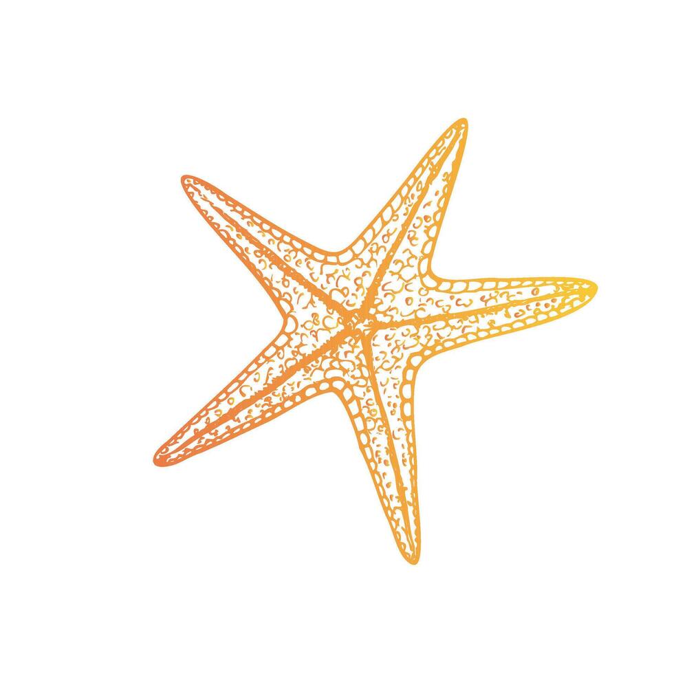 starfish. Hand painted line sketch. Graphic tropical clip art isolated on background. Underwater illustration. For designers, invitations, decoration, postcards, wrapping paper, scrapbooking vector