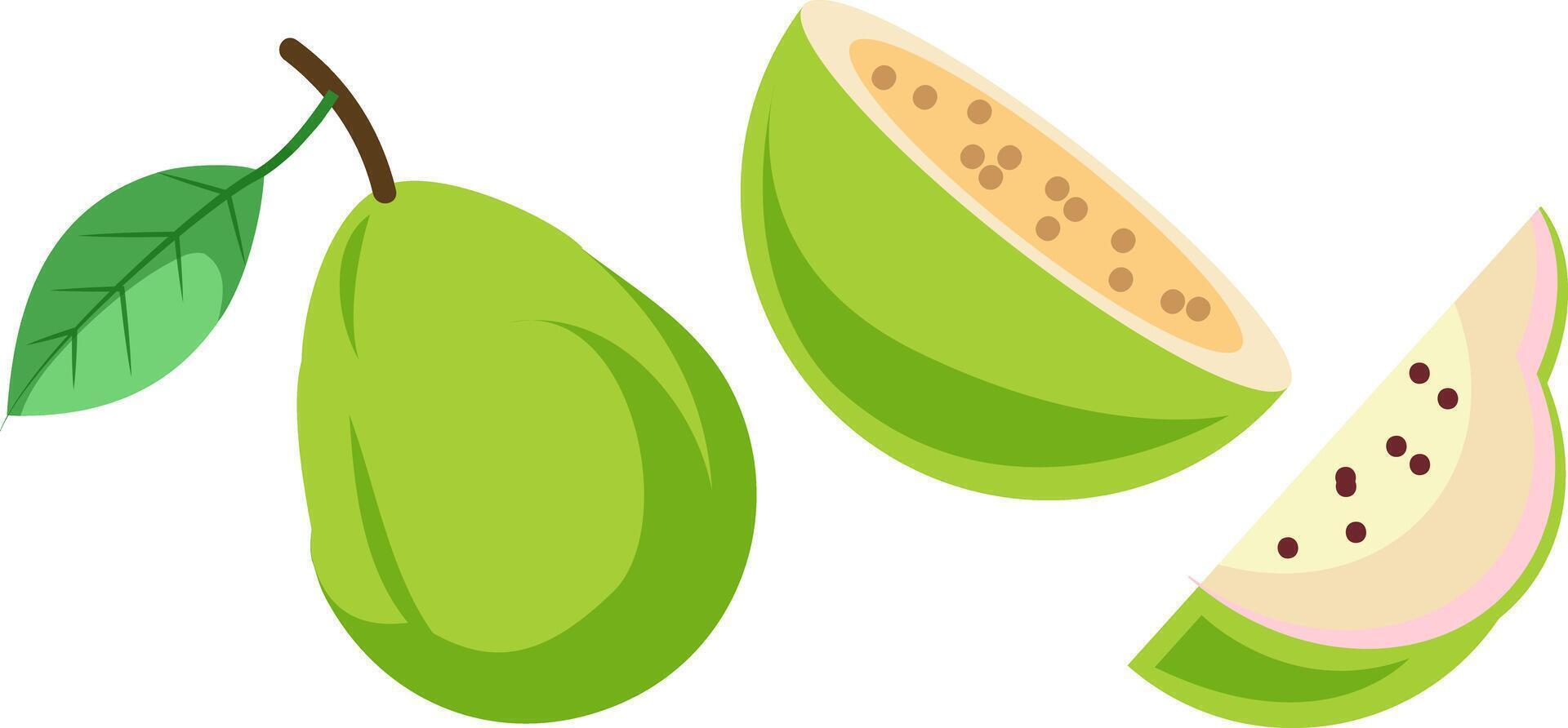 guava fruit illustration, whole and slice vector