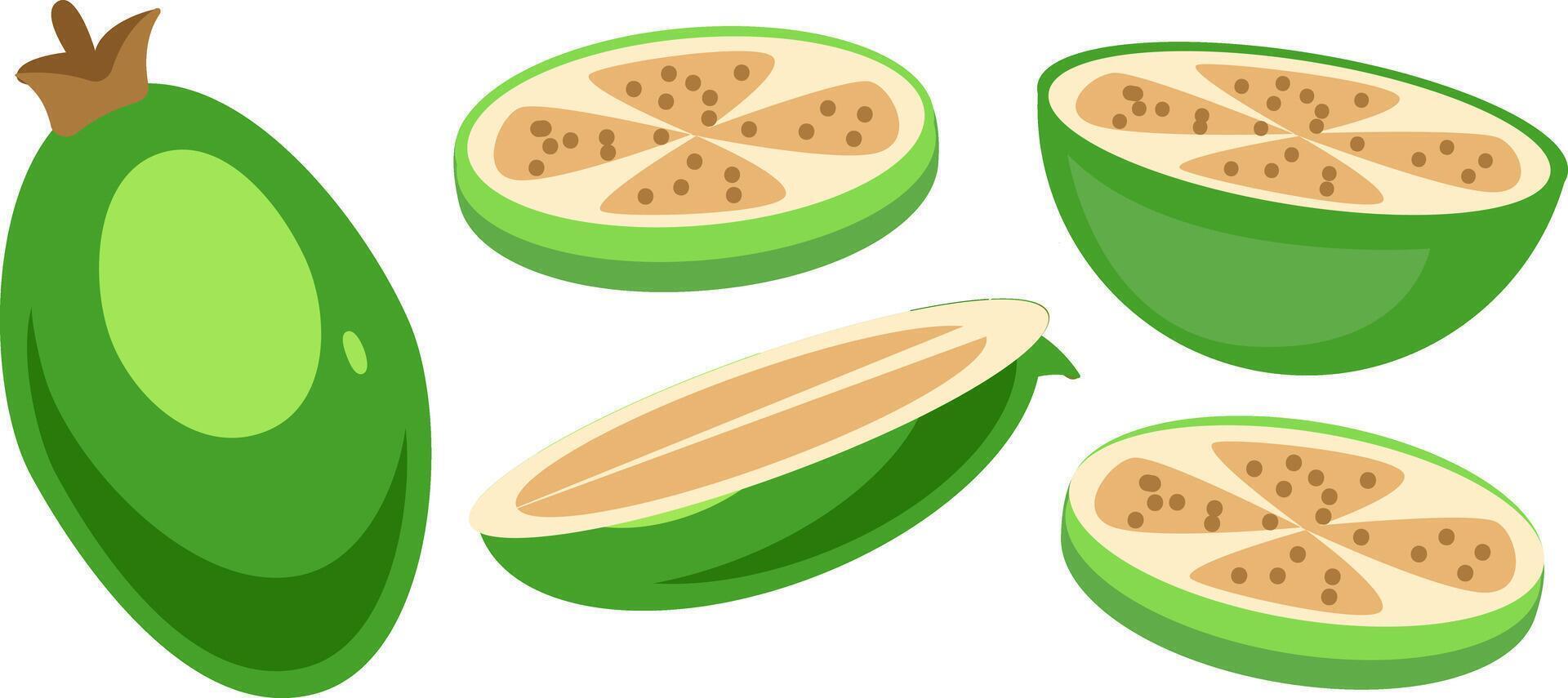 feijoa illustration, pineapple guava or guavasteen fruit, whole and slice vector