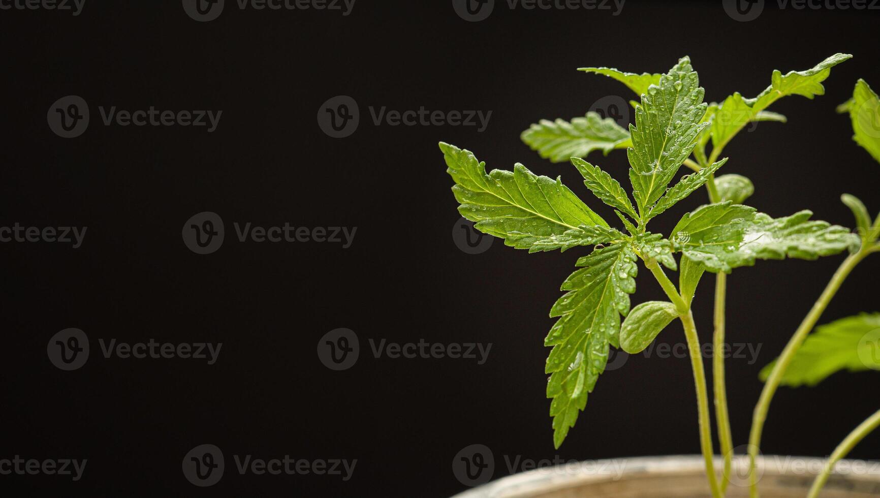 Cannabis seedling in a potted against a black background photo
