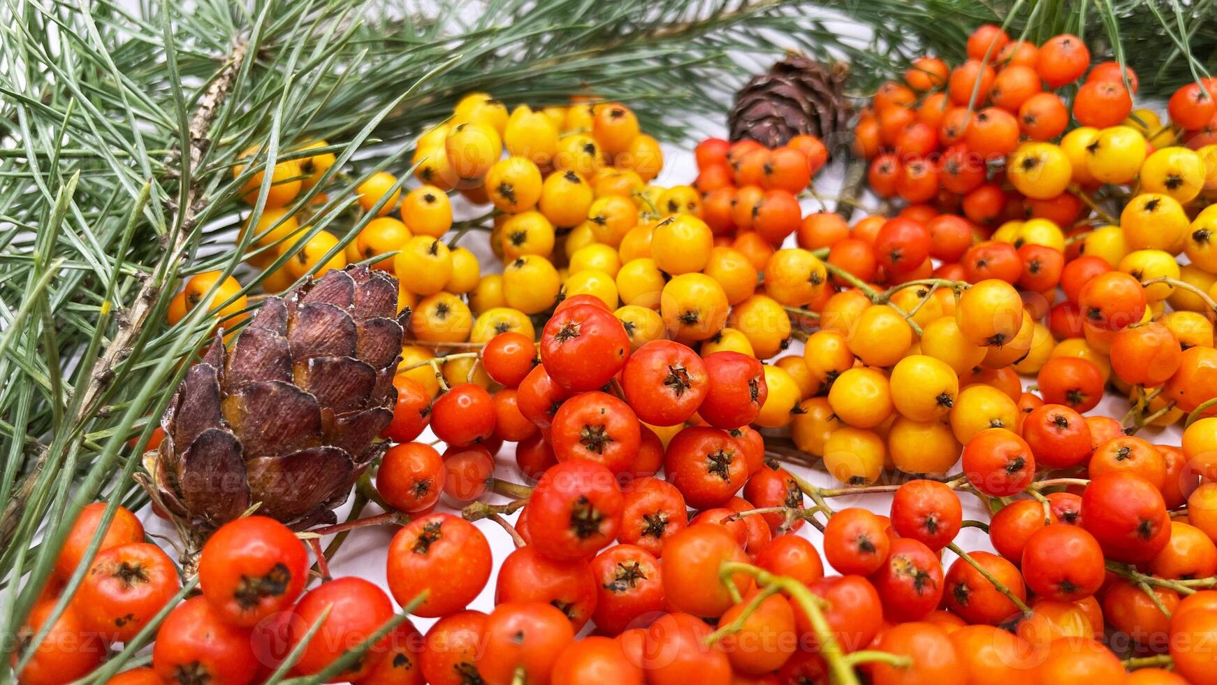 Orange and yellow berries are arranged on a white surface photo