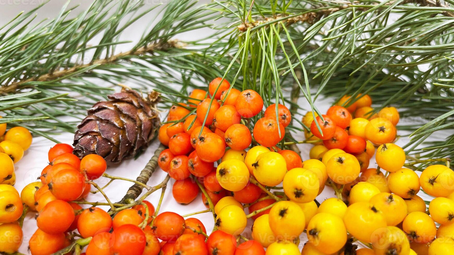 Orange and yellow berries on a pine branch photo