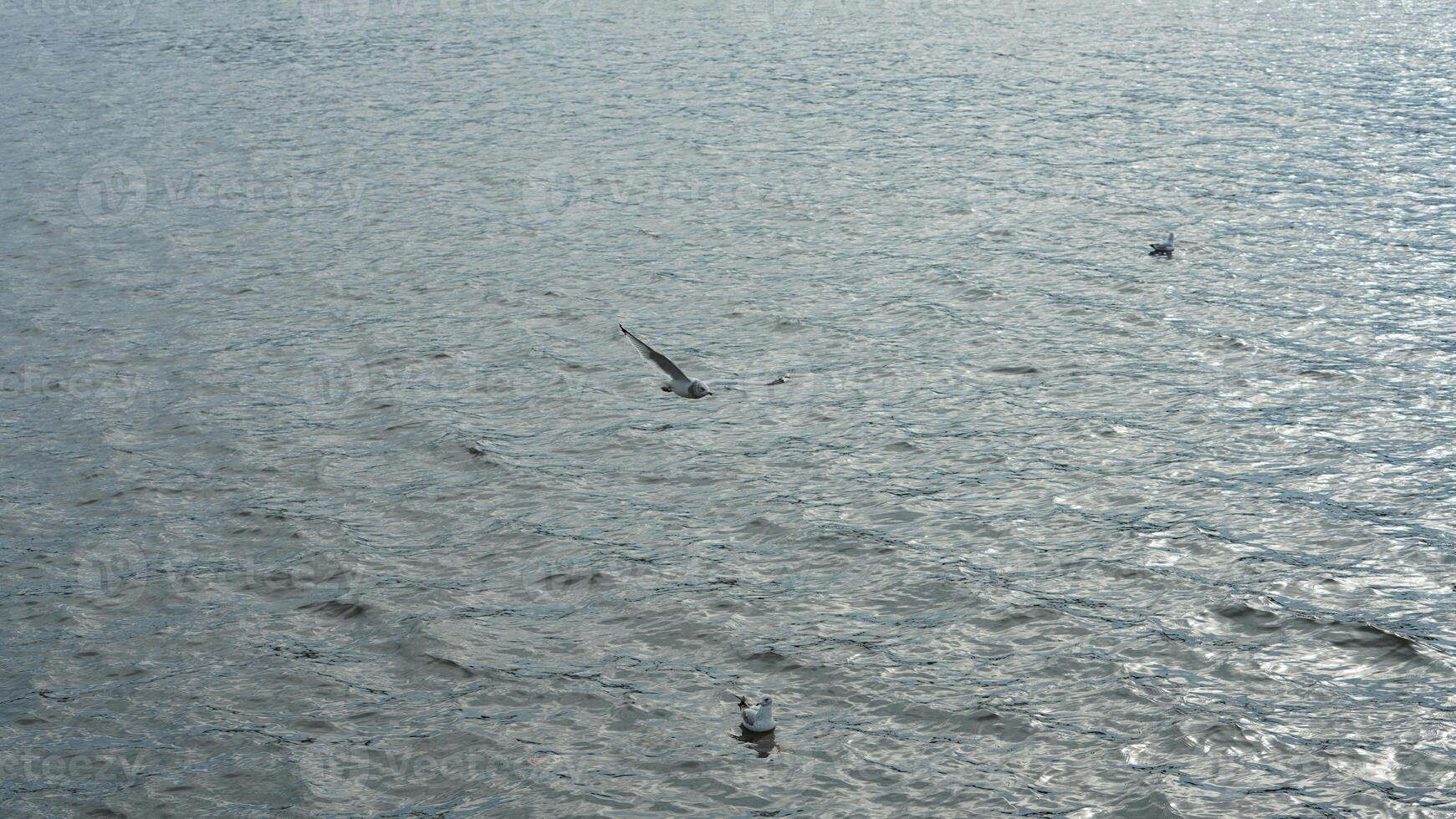 The seagulls flying on the river for the food fed by the people photo