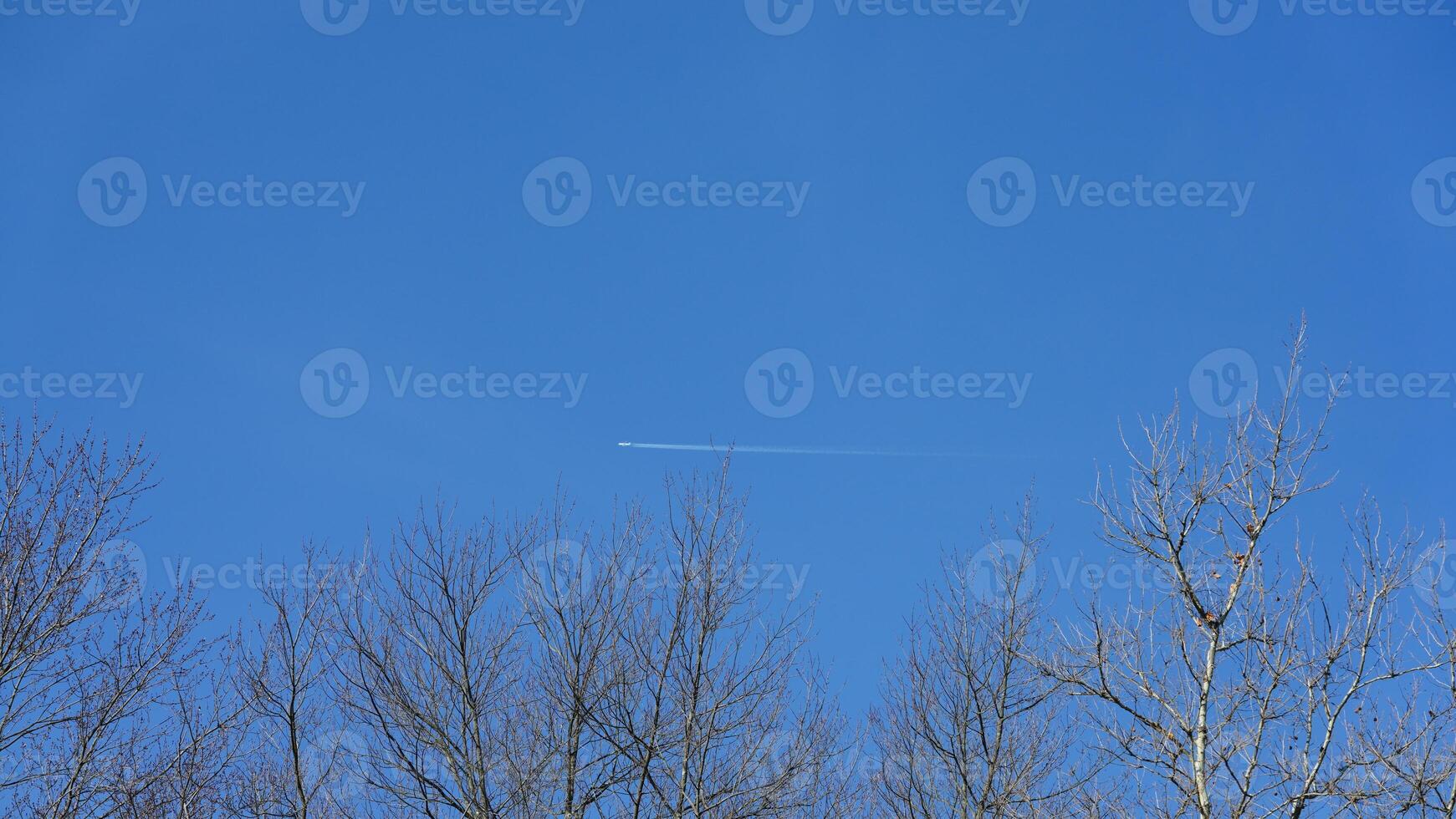 The birds flying in the blue sky freely photo