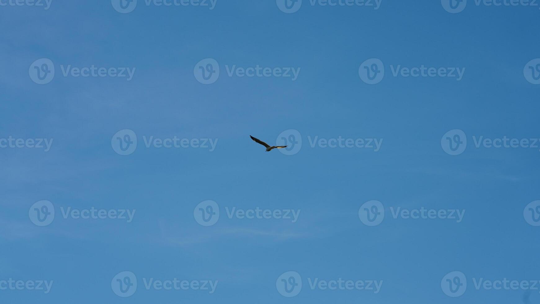 The birds flying in the blue sky freely photo