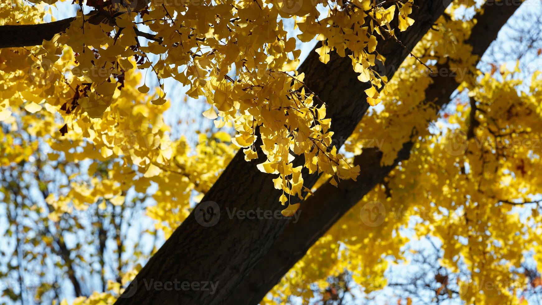 The beautiful Wshington DC city view in autumn photo