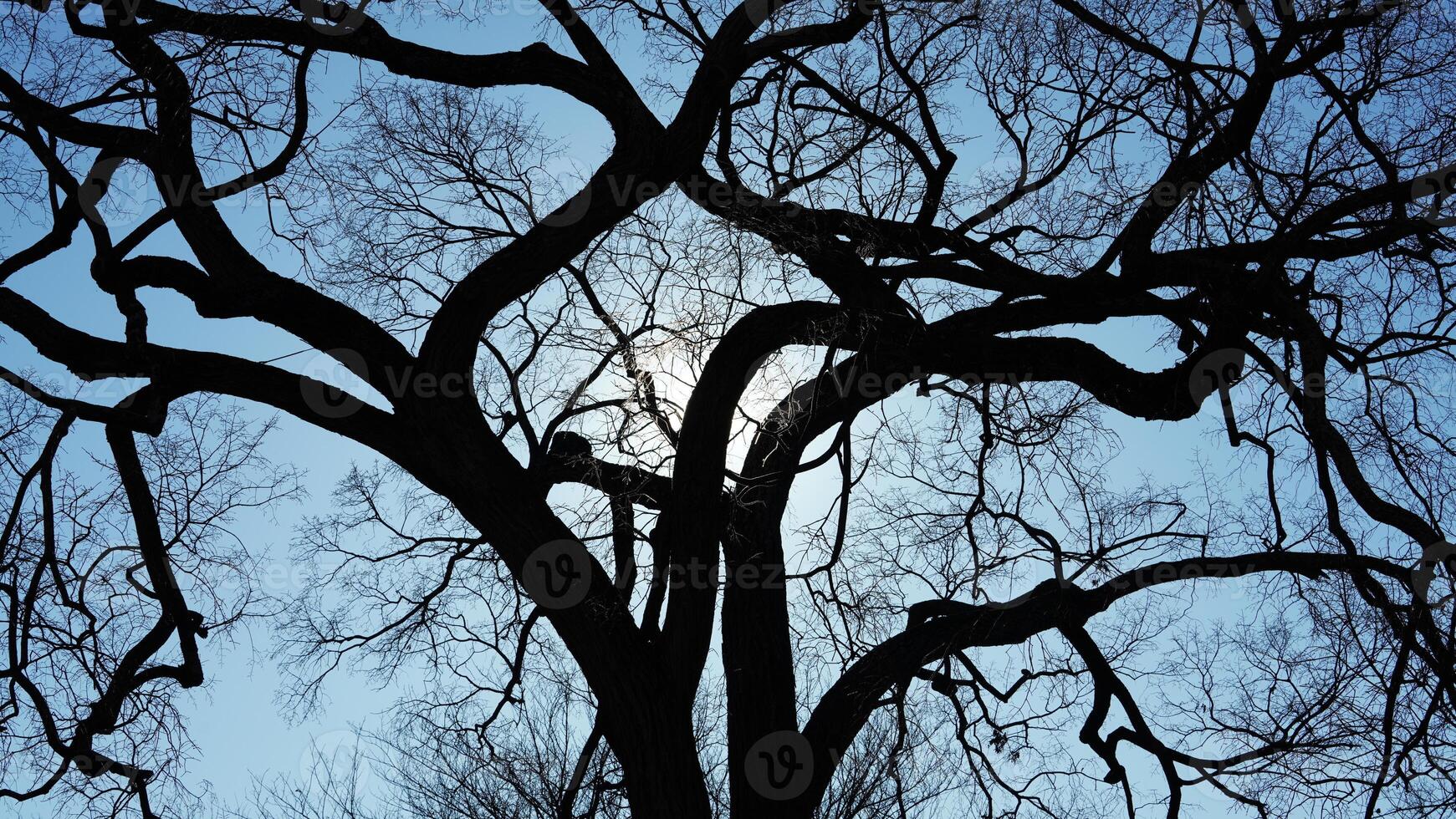 The wild forest view in the countryside of the city in winter photo