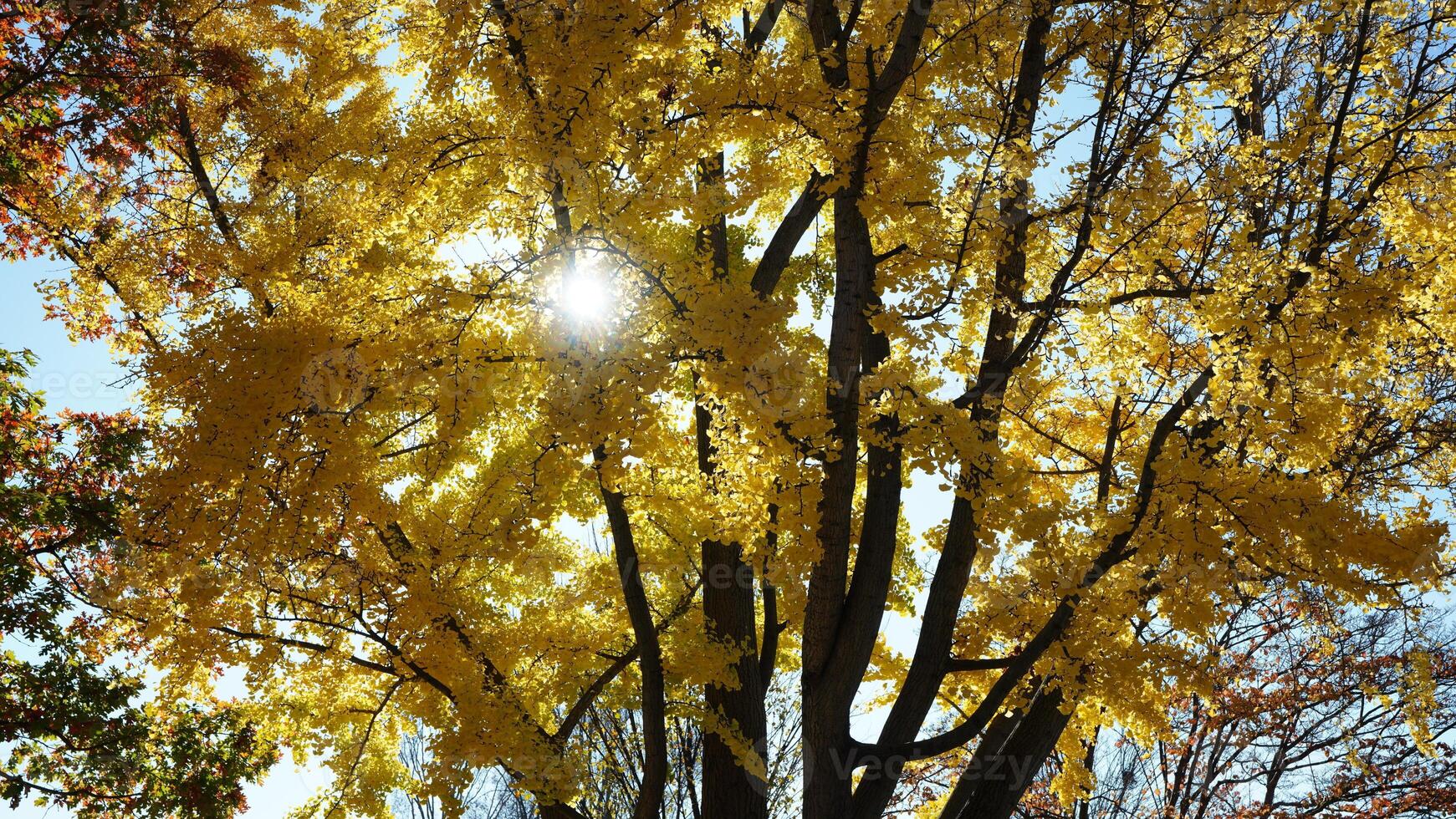 The beautiful Wshington DC city view in autumn photo