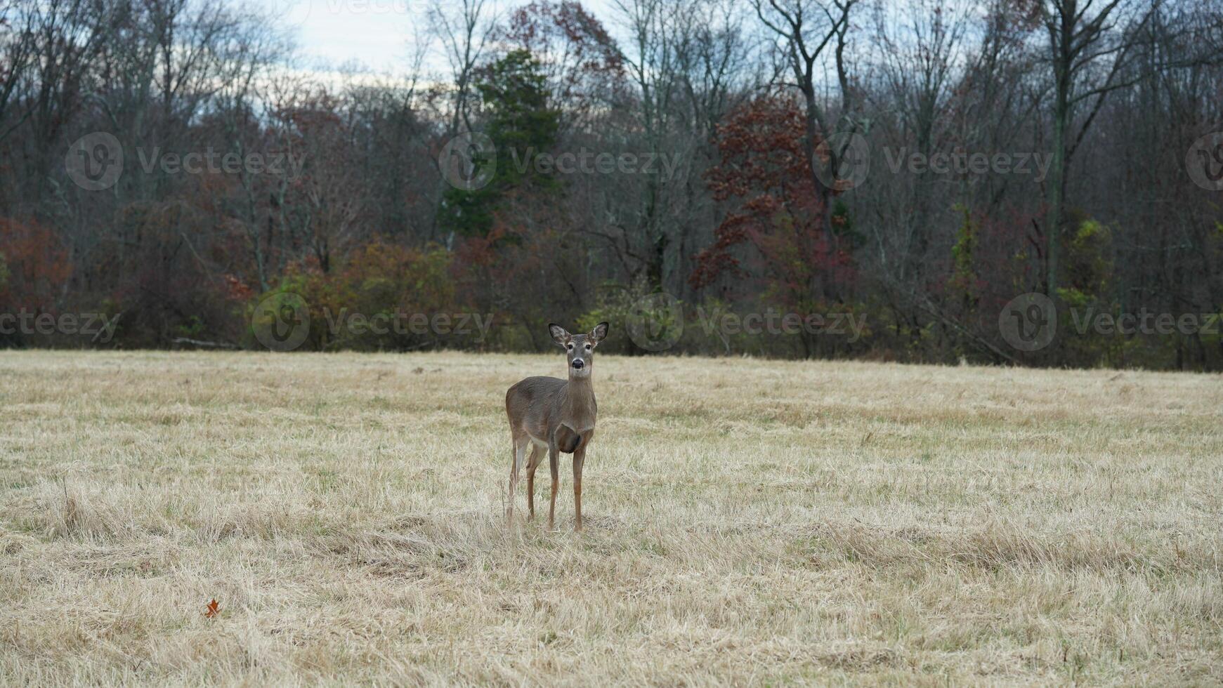Several wild deers having a dinner in the autumn meadow photo