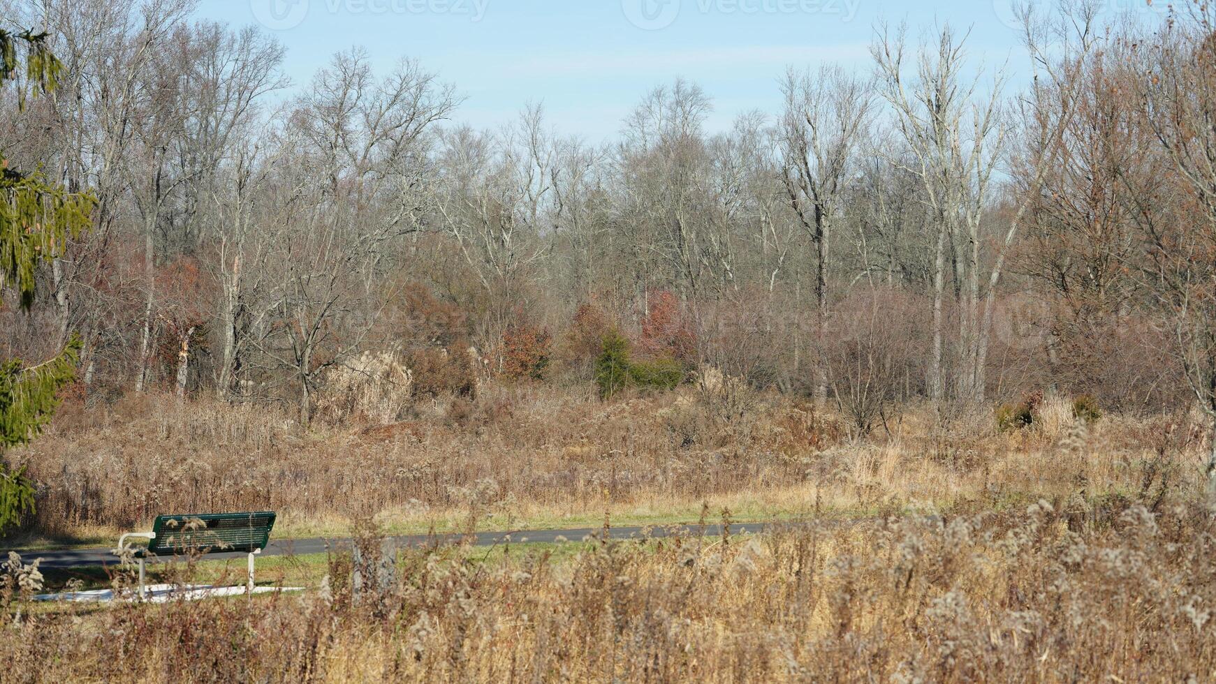 The wild forest view in the countryside of the city in winter photo