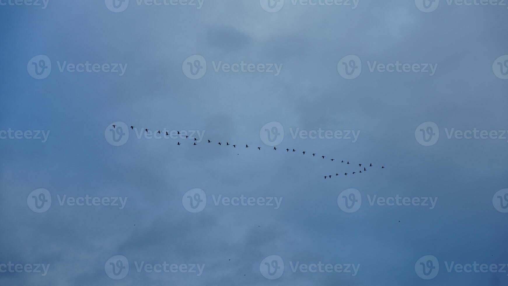 The birds flying in the blue sky freely photo