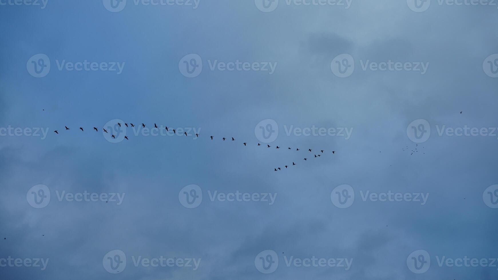 The birds flying in the blue sky freely photo